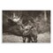 Stupell Industries Longhorn Kiss Photography Wall Plaque Art Design by Nathan Larson